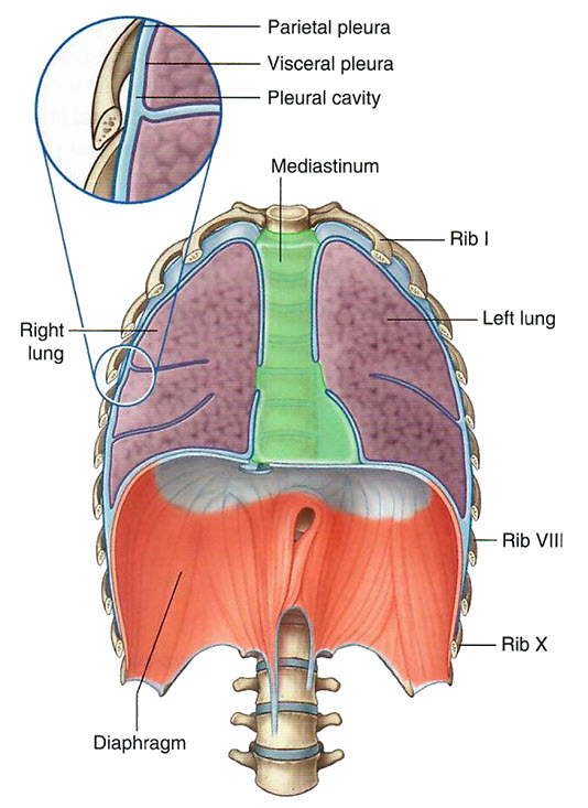 Pleura