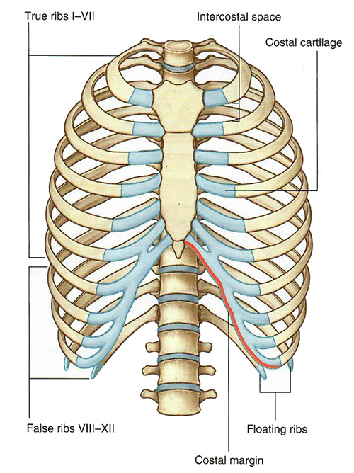 Ribs