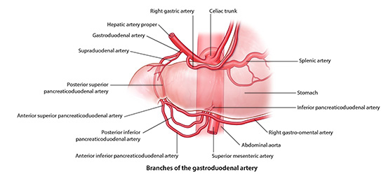 Celiac trunk