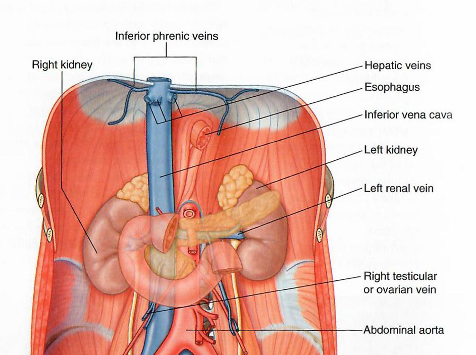 Thumbnail of hepatic  veings