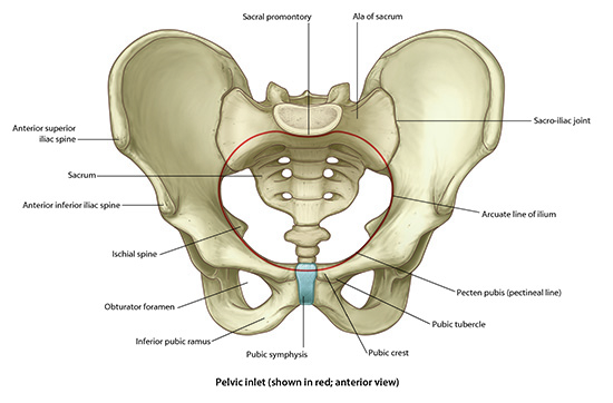 Female pelvic
