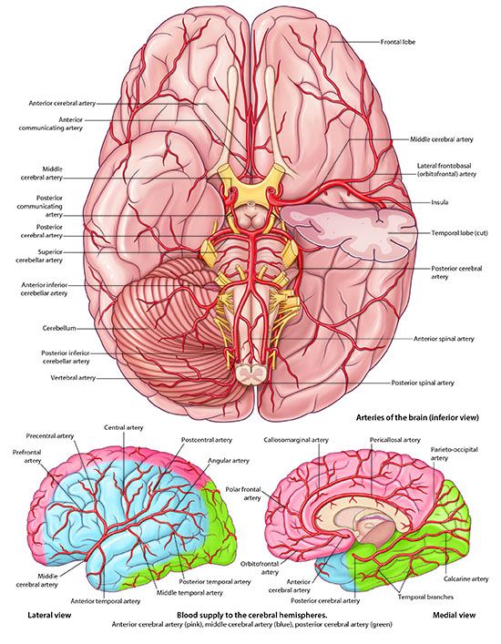 Inferior, lateral, and medial view of blood supply to the cerebral hemispheres