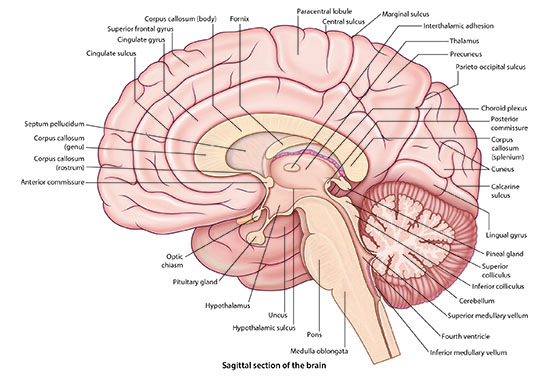 Sagittal section of the brain