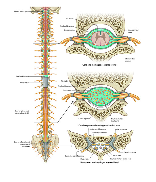Nerve roots and meninmes at sacral level