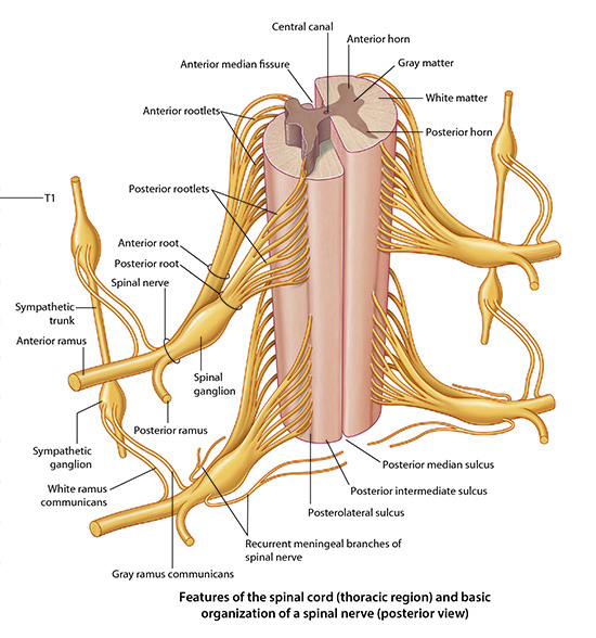 Spinal nerve