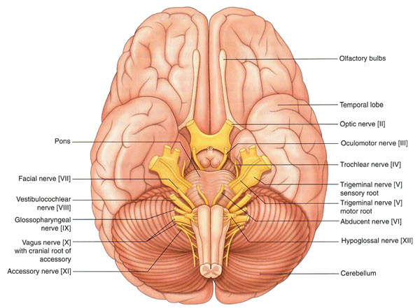 CN Brain