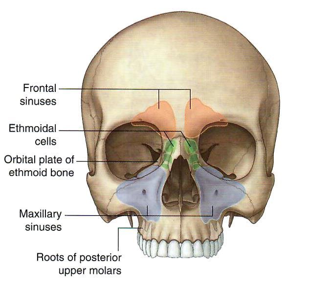 Sinuses