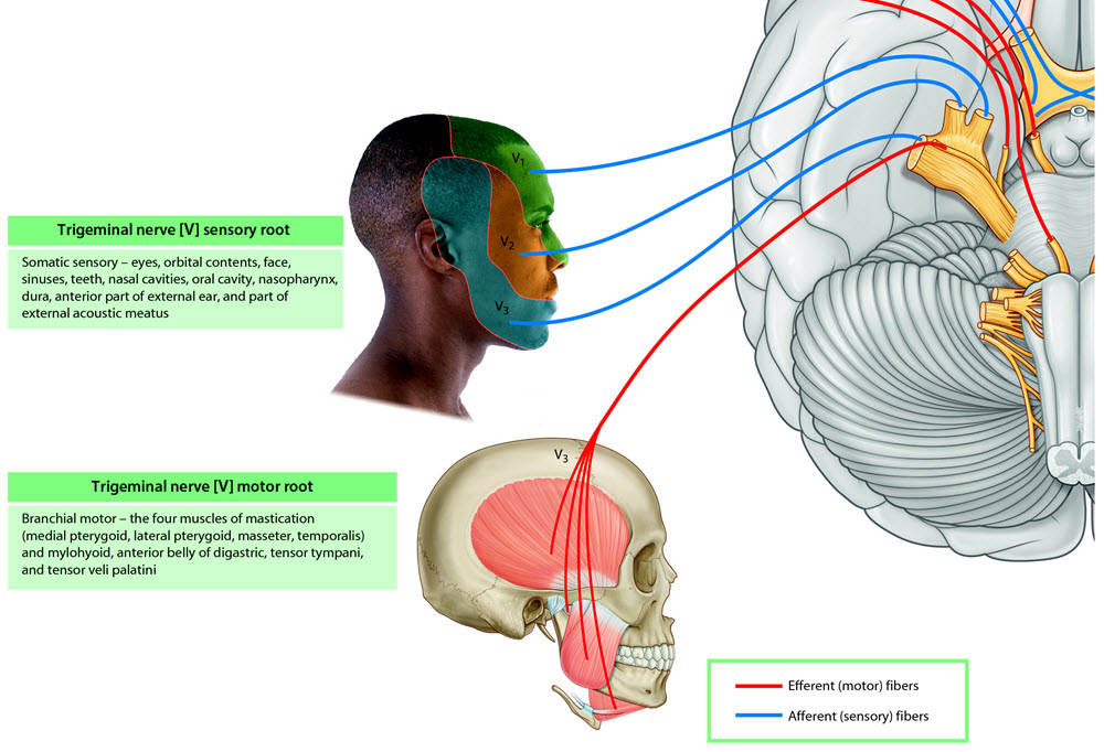 Trigeminal Dist