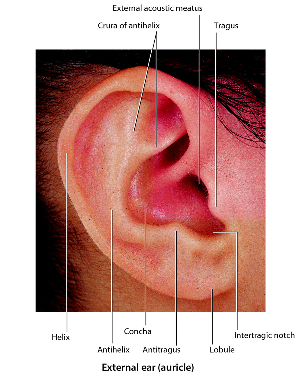 external ear
