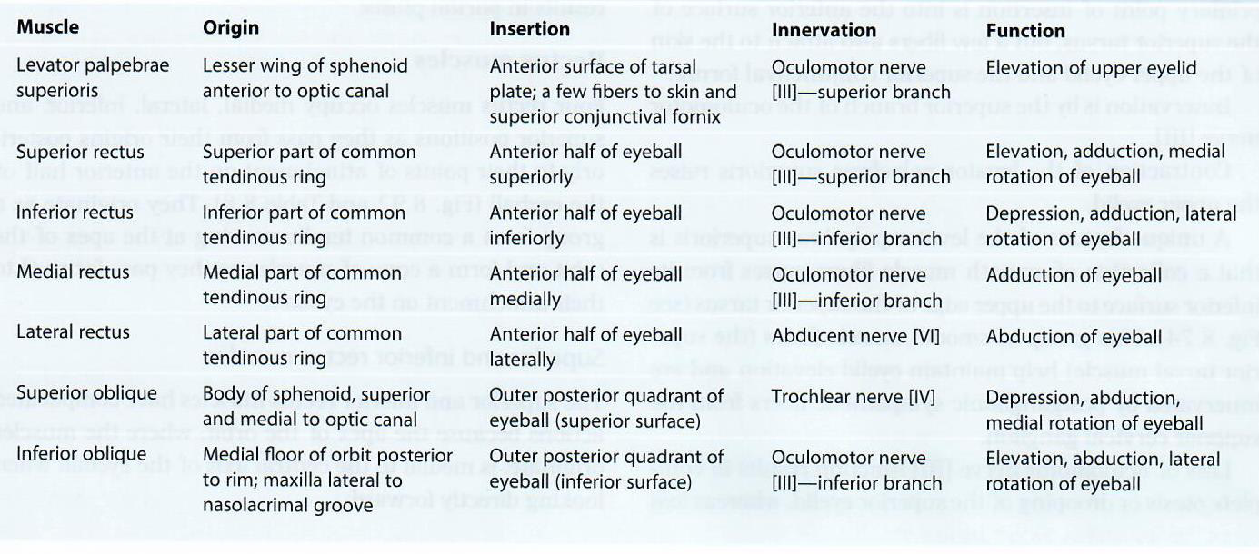 extraocular muscles