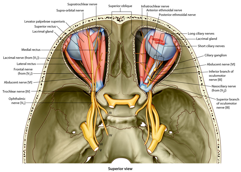 nerves controling the eye