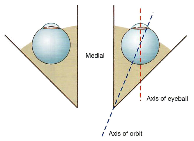 eye orientation