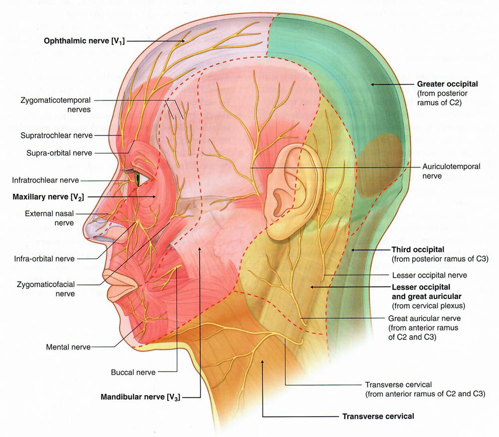 cutaneous sensory nerves
