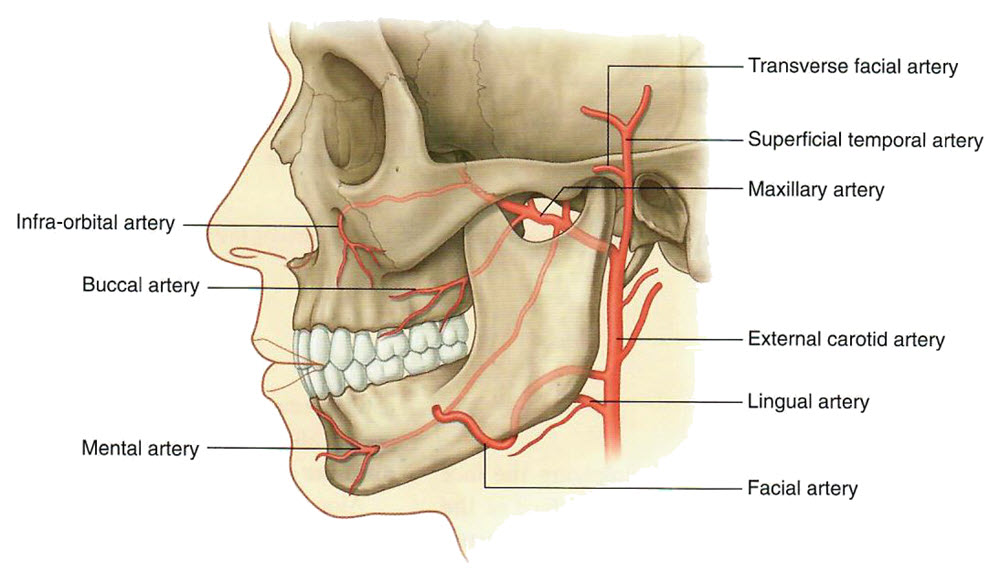 arteries