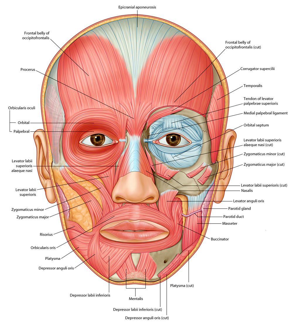 facial muscles