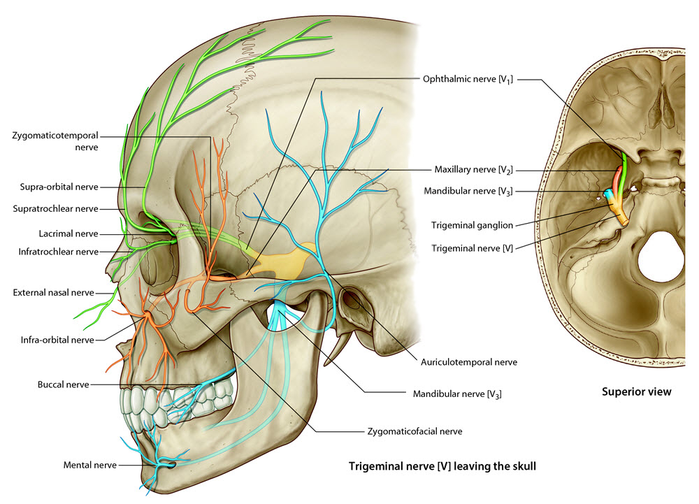 deep trigeminal distribution