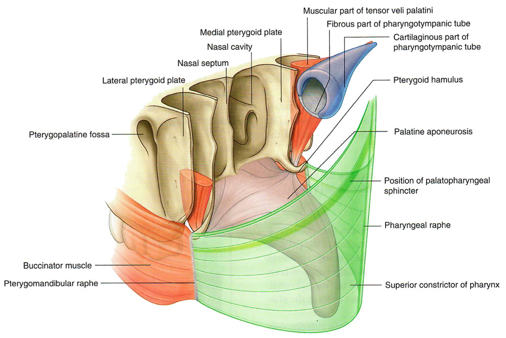 Nasopharynx 1