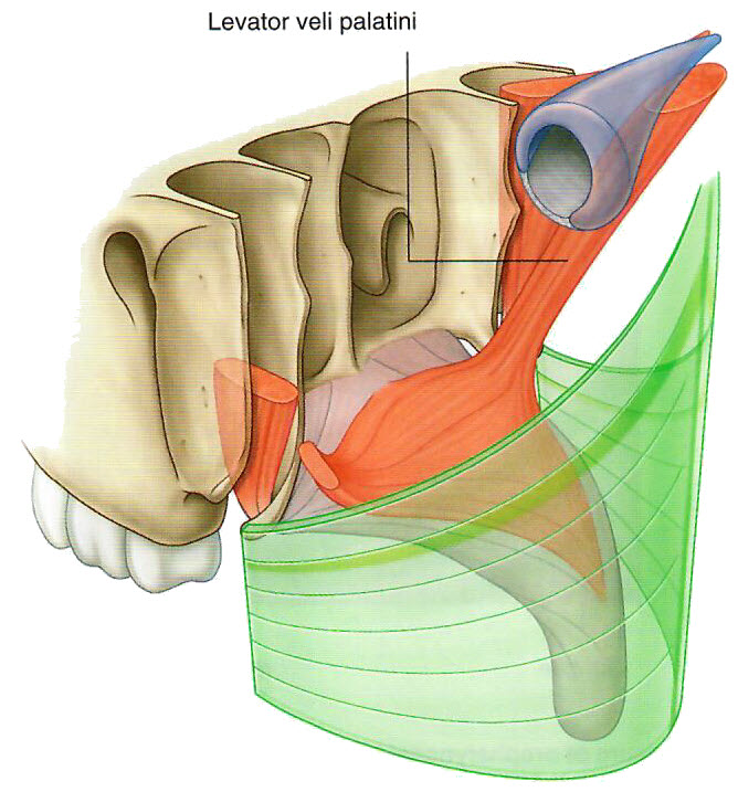 Nasopharynx 2