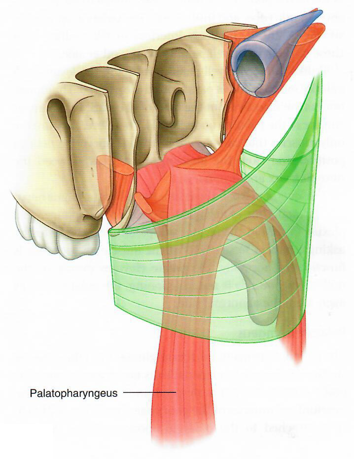 Palatopharyngeus