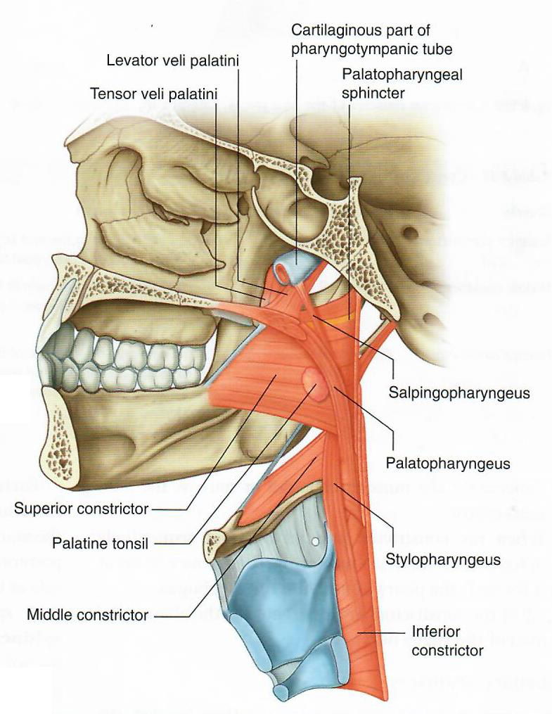 Pharyngeus muscles