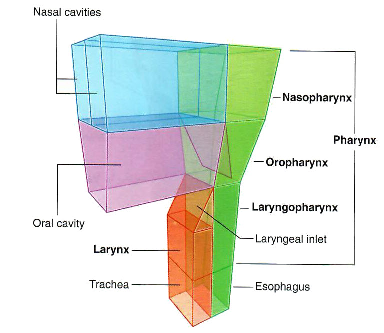 Pharynxrel