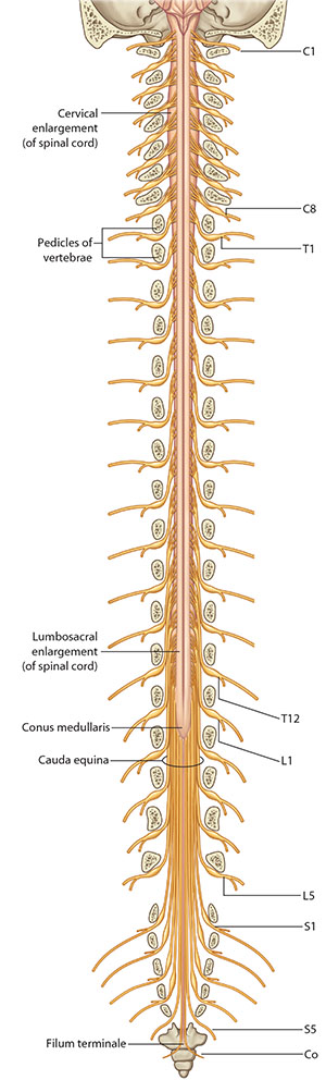 Spinal Cord