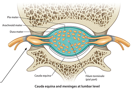 Lumbar Meninges