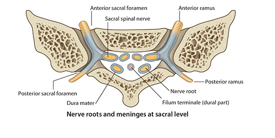 Sacral Meninges