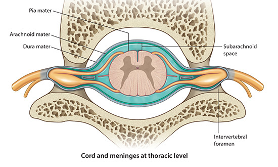 Thoracic Meninges