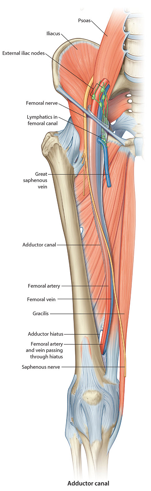 Adductor canal