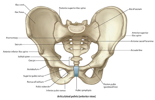 Anterior Pelvic Girdle