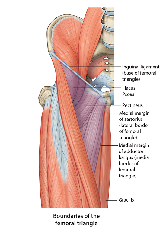 Femoral triangle