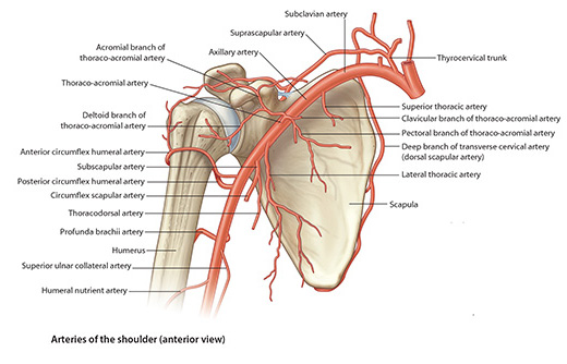 Anterior shoulder artery