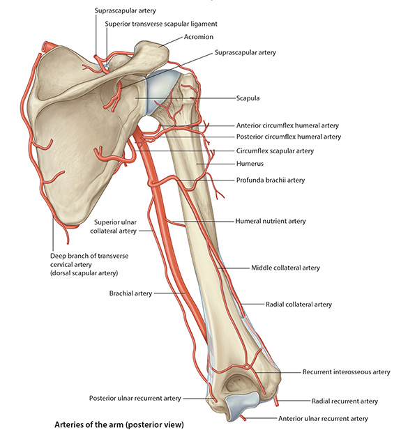 Posterior shoulder artery