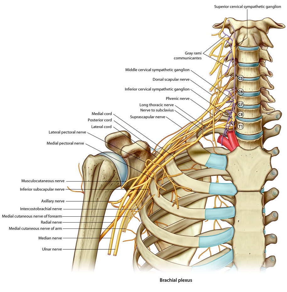Shoulder nerves