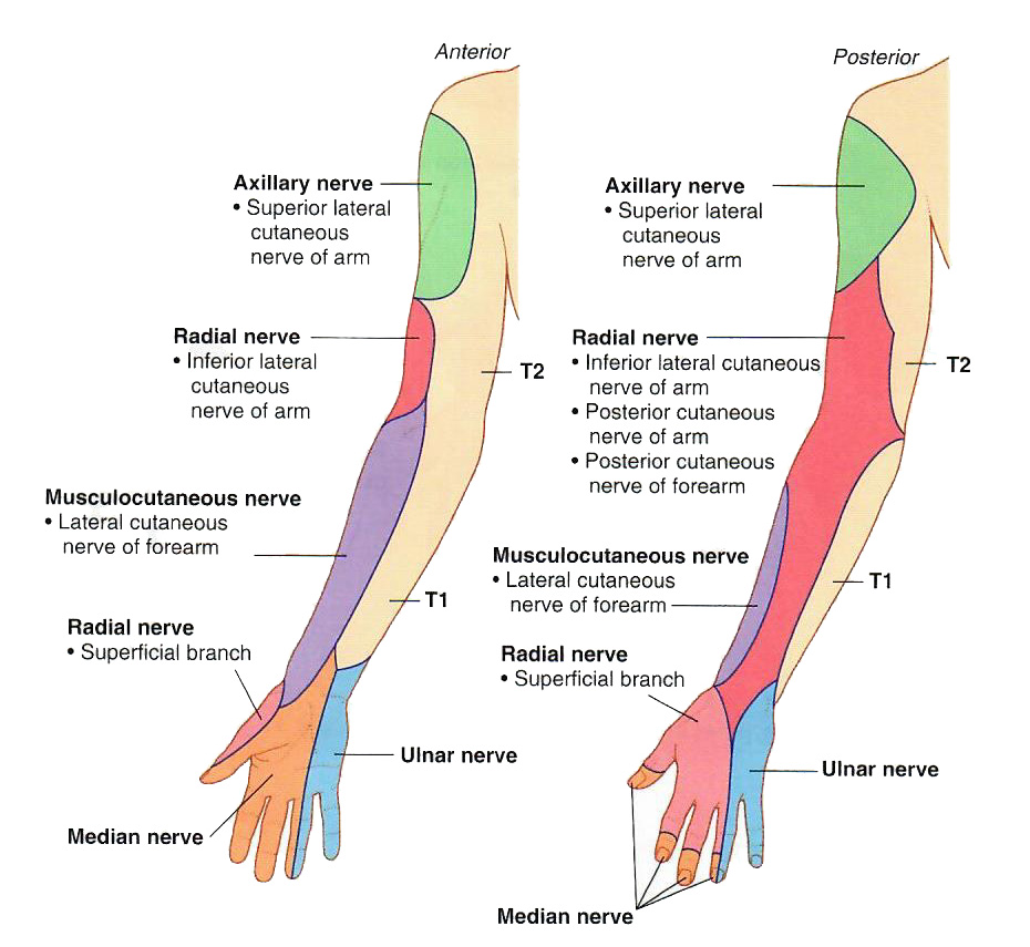 nerve distribution