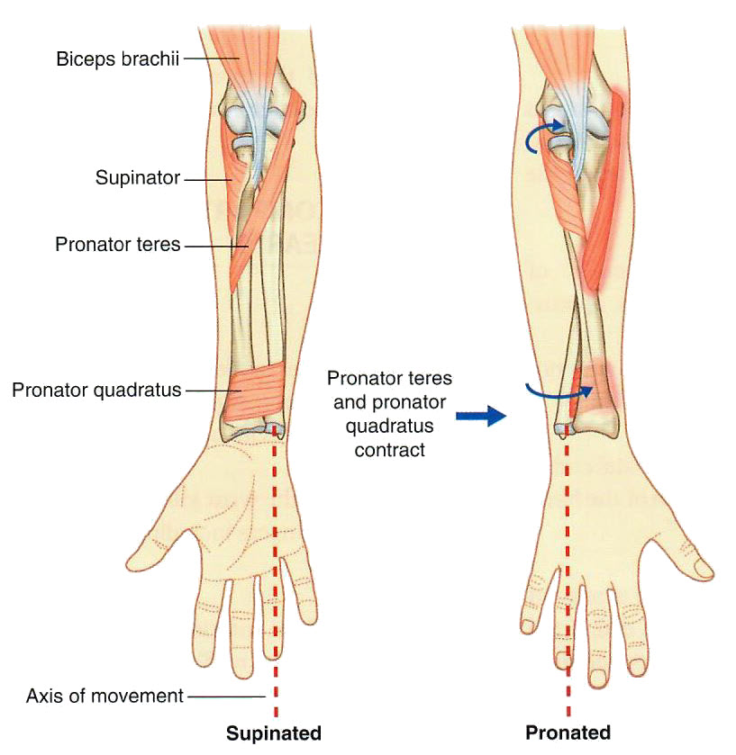 Pronation