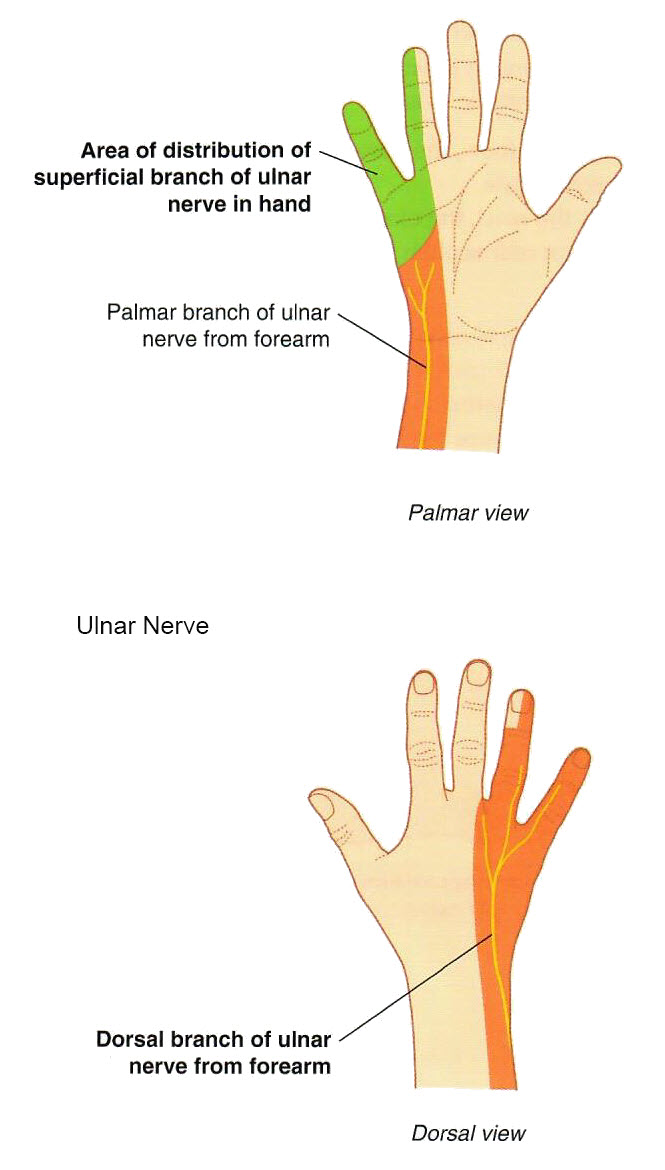 Ulnar nerve